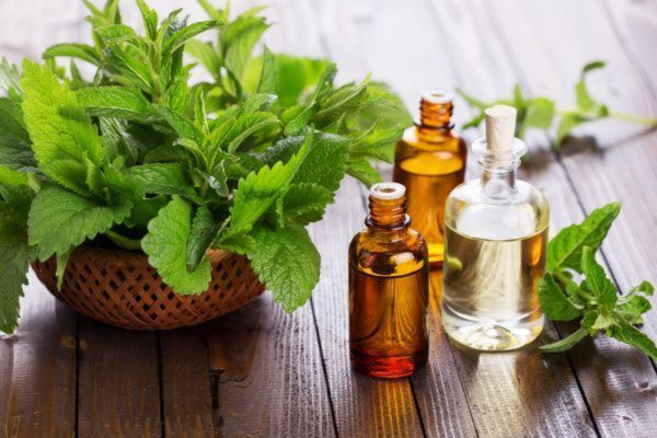Chống say xe hiệu quả với tinh dầu bạc hà