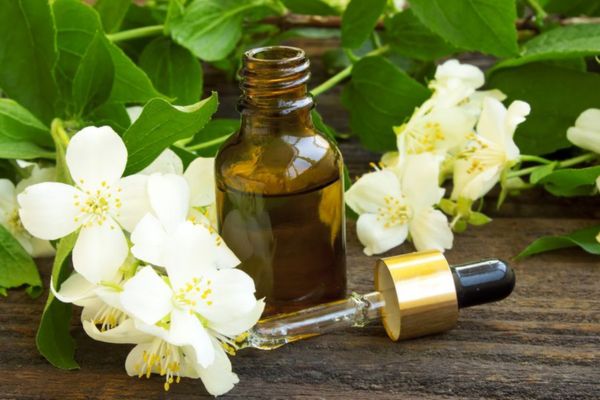 Tinh dầu hoa nhài giúp làm dịu thần kinh và làm giảm các triệu chứng khó chịu