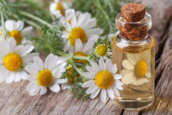 Giảm ngứa và kích ứng da đầu bằng tinh dầu thiên nhiên hoa cúc