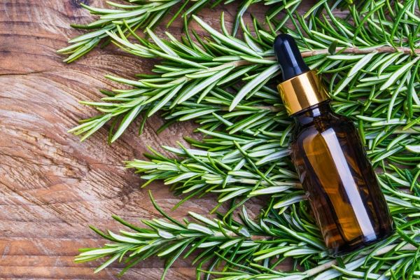 Tinh dầu dưỡng tóc tràm trà hỗ trợ ngăn ngừa vi khuẩn và nấm da đầu