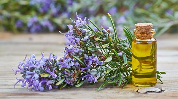 Kích thích tóc mọc nhanh và khoẻ bằng hương thảo tự nhiên