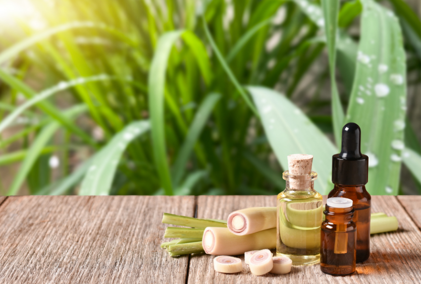 Pha tinh dầu sả đúng chuẩn giúp đuổi muỗi, tạo không gian thơm mát, dễ chịu cho gia đình